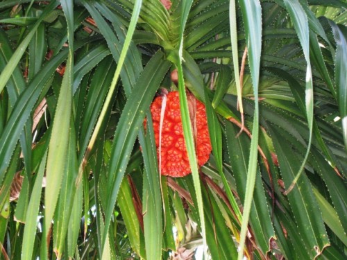 pandanus