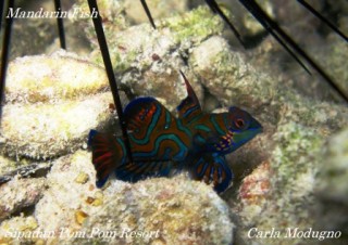 mandarin-fish-web mandarin-fish-web