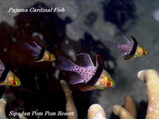 pajama cardinal fish pajama cardinal fish