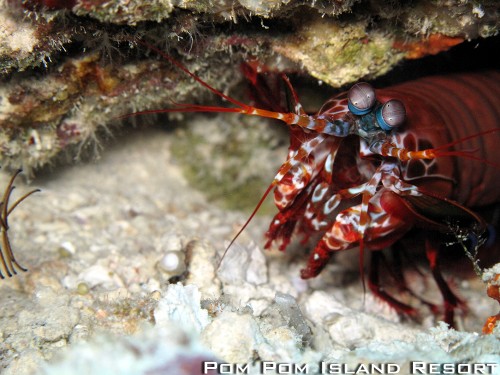 Peacock Mantis Shrimp Peacock Mantis Shrimp