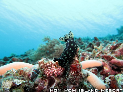 Nudibranch ; Nembrotha cristata Nudibranch ; Nembrotha cristata