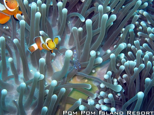 Commensal Shrimp Commensal Shrimp