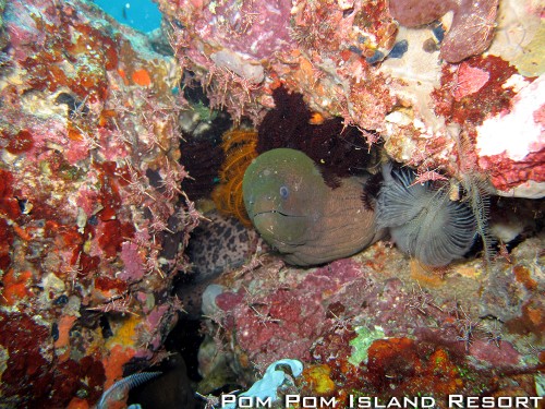 Giant Moray & Hinge-beak Shrimp Giant Moray & Hinge-break Shrimp