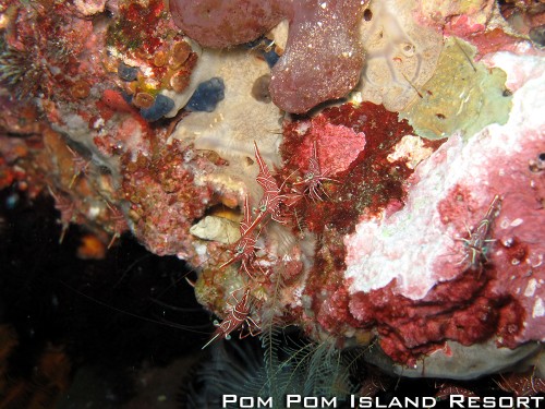 Hinge-beak Shrimps Hinge-beak Shrimps