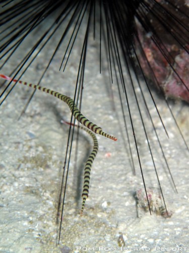 Banded Ghost Pipefish Banded Ghost Pipefish