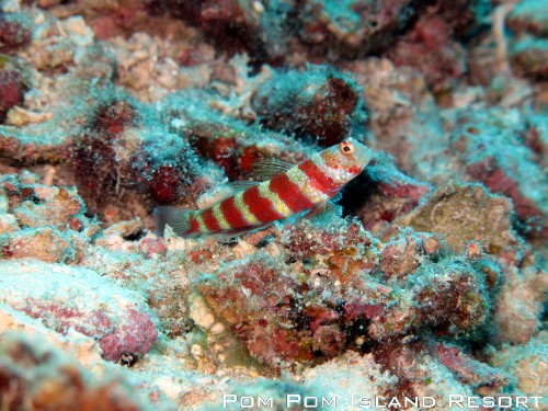 Gorgeous Shrimp Goby Gorgeous Shrimp Goby