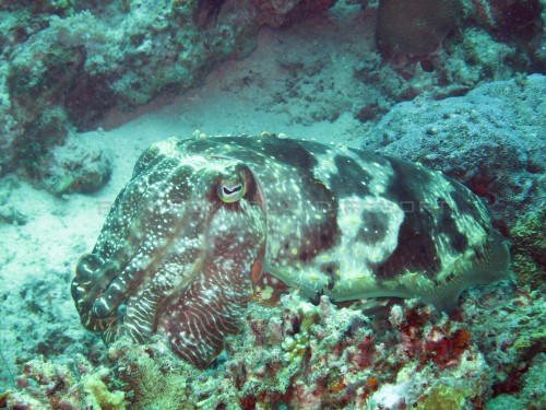 Cuttlefish Cuttlefish