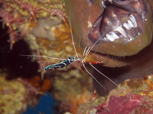 Juvenile Emperor Angelfish, Pacific Cleaner Shrimp, Giant Moray Juvenile Emperor Angelfish, Pacific Cleaner Shrimp, Giant Moray
