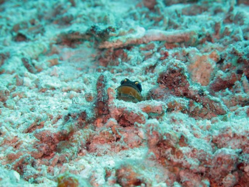 Jawfish with eggs Jawfish with eggs