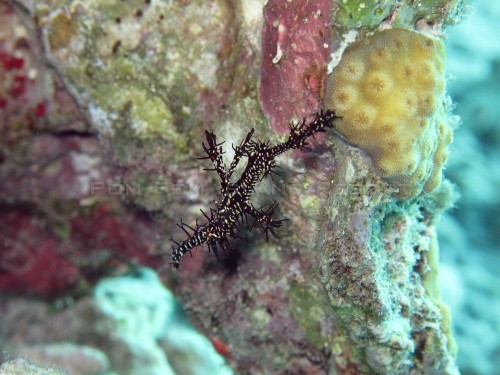 Ornate (Harlequin) Ghost Pipefish Ornate (Harlequin) Ghost Pipefish