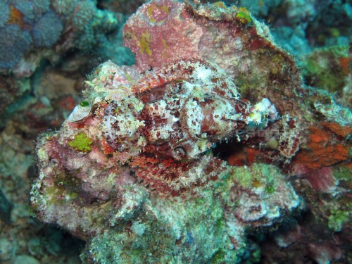 Scorpionfish Scorpionfish