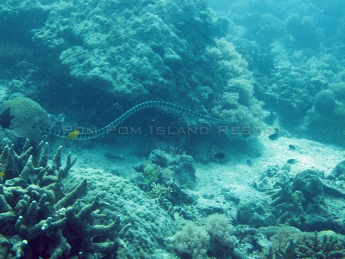 Banded Sea Snake Banded Sea Snake