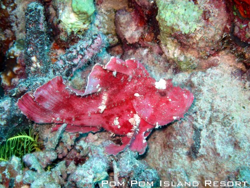 Pink Leaf Fish Pink Leaf Fish