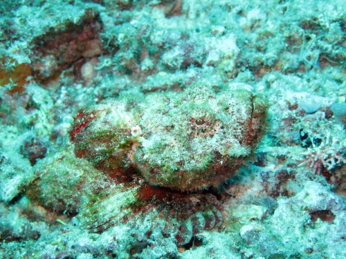 Dwarf Scorpionfish Dwarf Scorpionfish