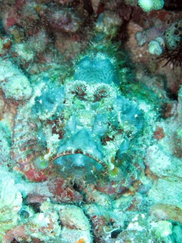 Scorpionfish #2 Scorpionfish #2