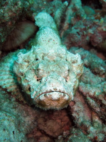Scorpionfish #3 Scorpionfish #3