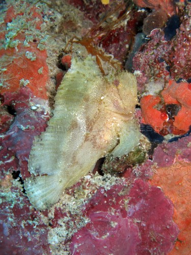 Leaf fish (White) Leaf fish (White)