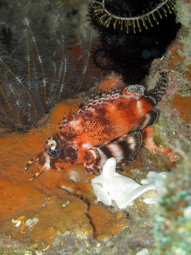 Two-eyed Lionfish (Twospot Turkeyfish) Two-eyed Lionfish (Twospot Turkeyfish)