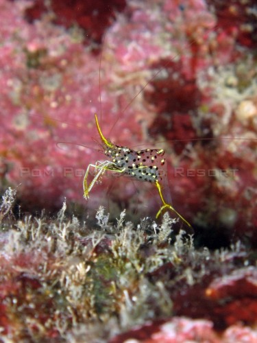 Rock Shrimp Rock Shrimp