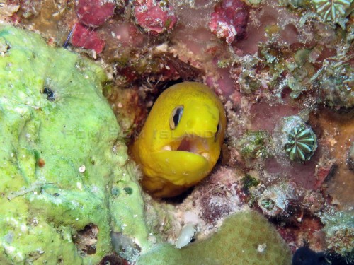 Dwarf Moray Dwarf Moray