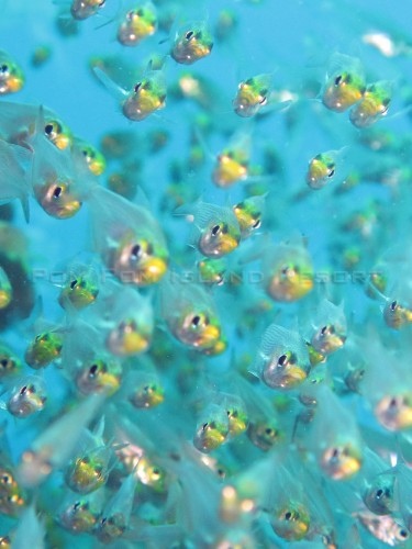 A school of fish A school of fish