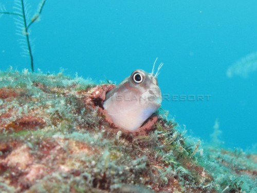 Blenny Blenny