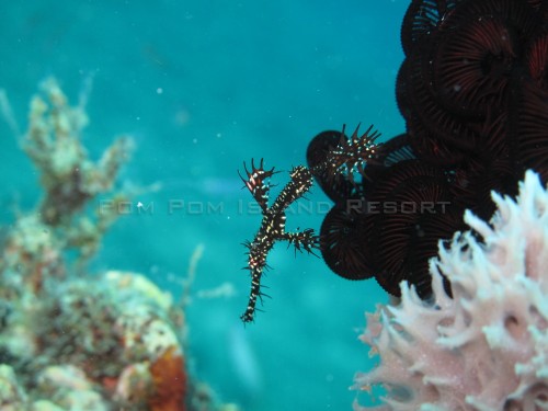 Ornate (Harlequin) Ghost Pipefish Ornate (Harlequin) Ghost Pipefish