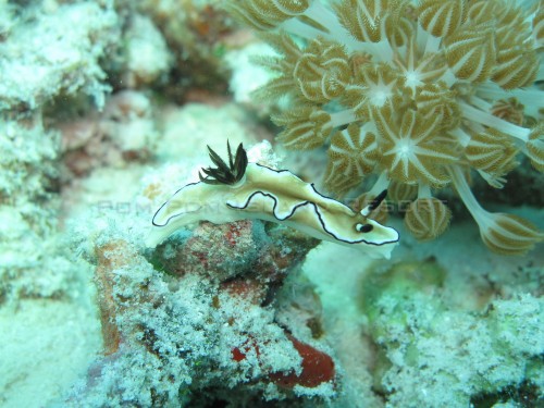 Nudibranch (glossodoris atromarginata) Nudibranch (glossodoris atromarginata)