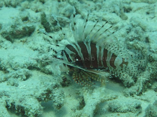 Zebra Lionfish Zebra Lionfish