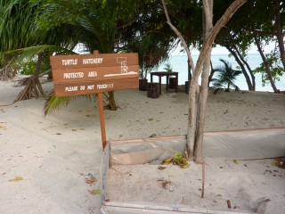 turtle hatchery turtle hatchery