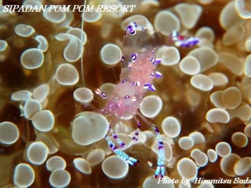 common shrimp common shrimp