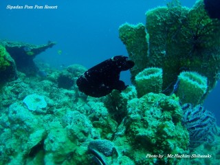 Mr.Shibazaki 1 Mr.Shibazaki 1