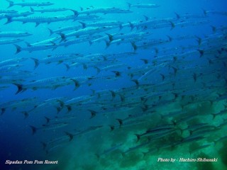 Mr.Shibazaki 2 Mr.Shibazaki 2