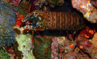 Mr.Shibazaki 3 Mr.Shibazaki 3