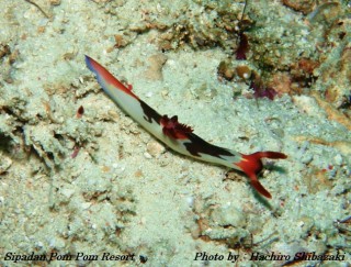 Mr.Shibazaki Mr.Shibazaki