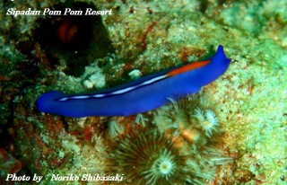 Mrs. Shibazaki 2 Mrs. Shibazaki 2