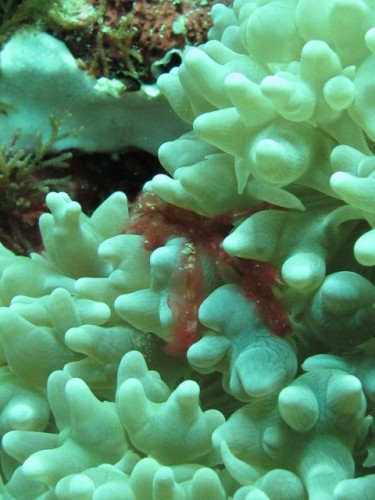 Orangutan Crab Orangutan Crab / Photo by : Sally