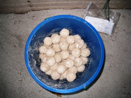 * Green Trutles Eggs ....94 pcs !