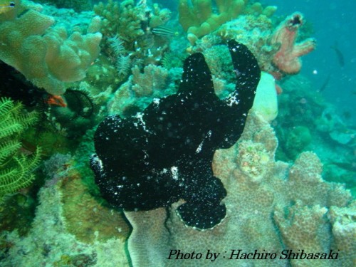 frogfish