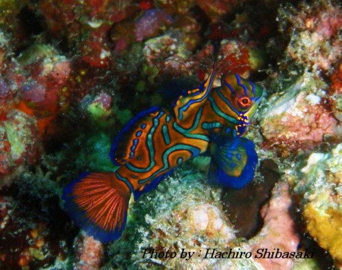 mandarin fish 1
