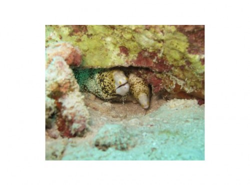 Clouded Morays