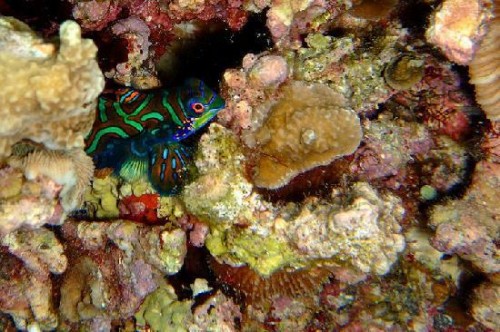 mandarin-fish-during