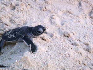 Good Luck baby turtle!