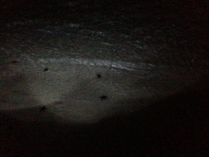 baby turtles safely went back to the sea