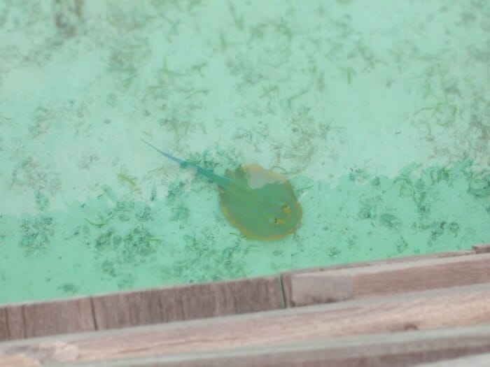 Crystal clear water, stingray visible