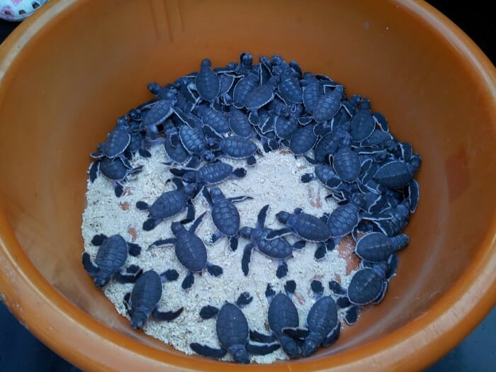 July 3rd Green Turtles Hatched July 3rd Green Turtles Hatched