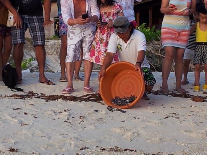 Rayner (Divemaster and Wildlife Warden) releases the new-born turtles onto the beach Rayner (Divemaster and Wildlife Warden) releases the new-born turtles onto the beach
