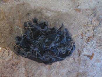 One of the nests bursting with green baby turtles!