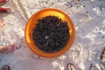 This is what 168 baby green turtles looks like!