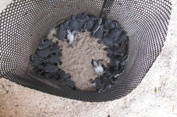 More baby green turtles